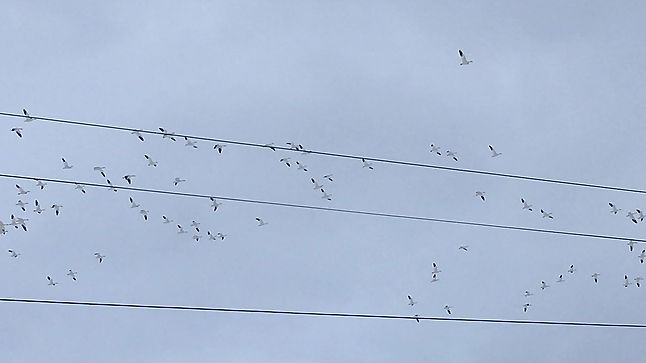Snow Geese and Other Birds